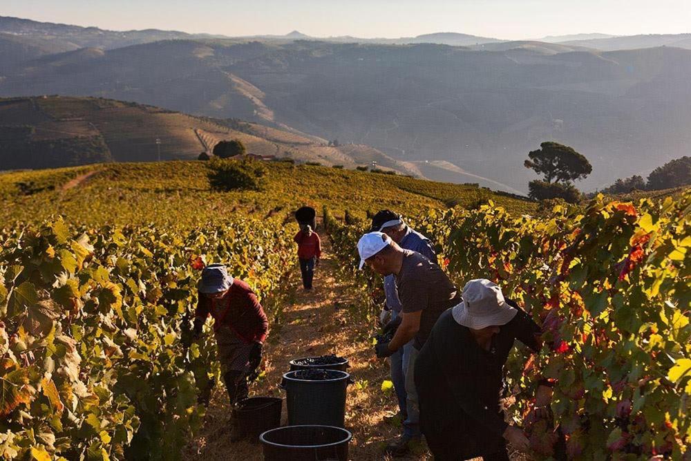 فيلا Quinta Dos Espinheiros Provesende المظهر الخارجي الصورة