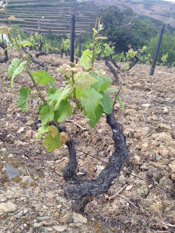 فيلا Quinta Dos Espinheiros Provesende الغرفة الصورة